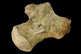 Fossil Mosasaur (Platecarpus) Vertebra - Kansas #136906-3